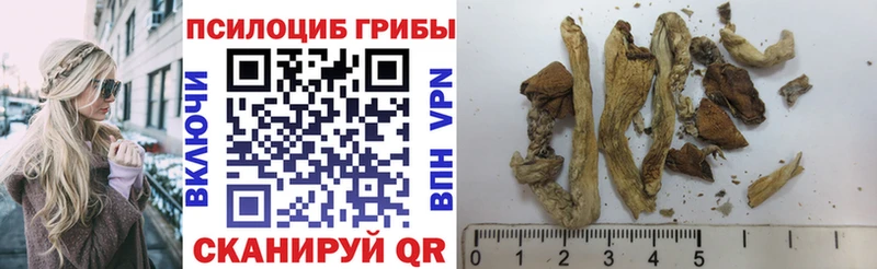 Галлюциногенные грибы Psilocybe  Грозный 